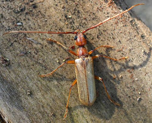 Vesperus strepens